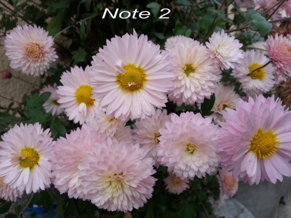 4d Note 2 sample 1